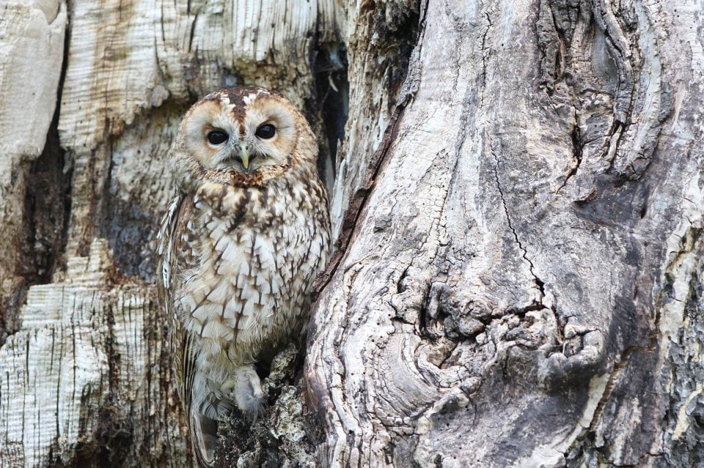 owl, camouflage, wildlife-1576572.jpg