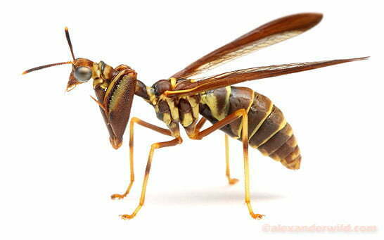 Giant Mantidfly