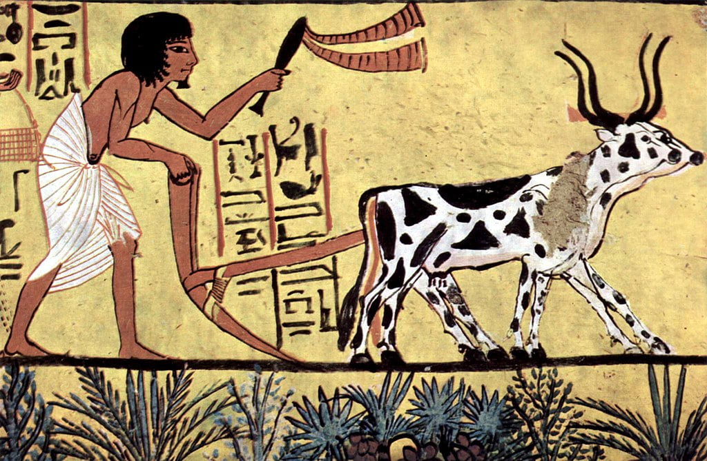 Ploughing with a yoke of horned cattle in Ancient Egypt. Painting from the burial chamber of Sennedjem, c. 1200 BC