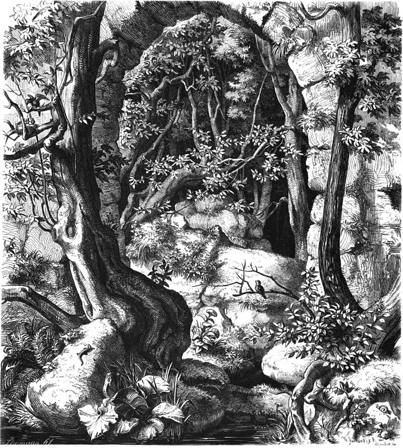 Die Gartenlaube, Publisher Ernst Keil's Nachfolger, Year of publication 1861, Wilderness, Getting Lost
