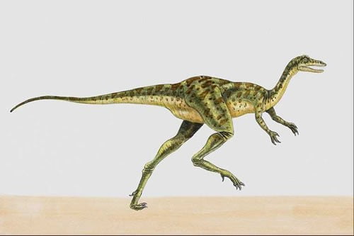 Source: www.nenature.com/Dinosaurs/Coelurus.htm, Coelurus