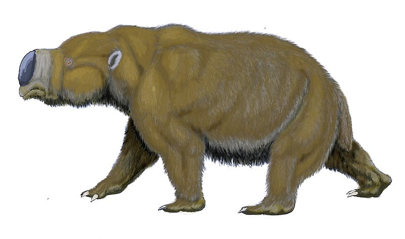 Diprotodon optatum - giant marsupial from Pleistocene of Australia. Diprotodon, Giant Wombat