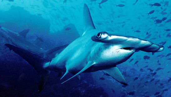 800px Hammerhead shark Cocos Island Costa Rica e1565311440690