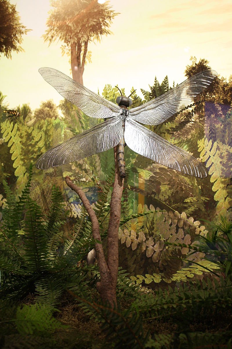 Dragonfly, Giant