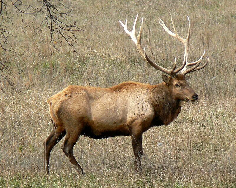 Herd Animal, Elk