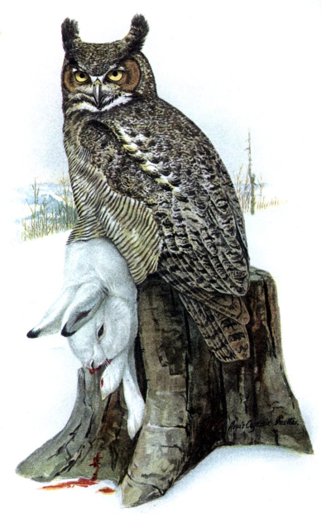 Owl, Great Horned Owl