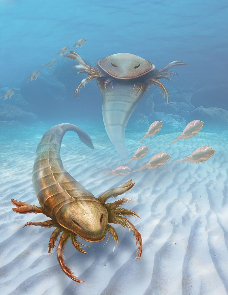 A reconstruction of Pentecopterus, the earliest known eurypterid. The family to which Pentecopterus belongs, the Megalograptidae, was the first truly successful eurypterid group., Eurypterid
