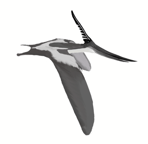 Pterosaur, Pteranadon, Pteranodon