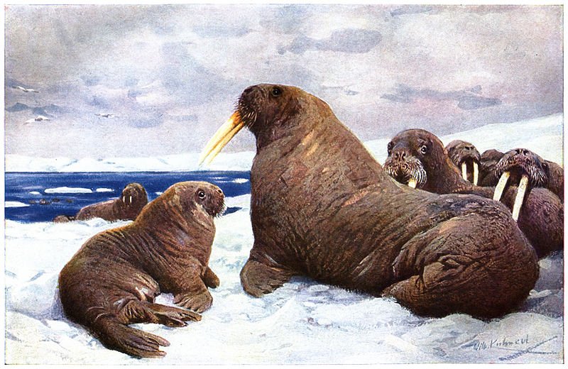 Walrus (Odobenus rosmarus)" Friedrich Wilhelm Kuhnert  (1926), Walrus