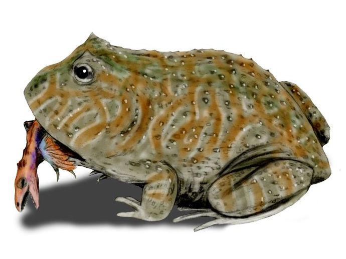 Beelzebufo ampinga, a frog from the Late Cretaceous of Madagascar, pencil drawing, digital coloring Author
Nobu Tamura (http://spinops.blogspot.com), Beelzebufo