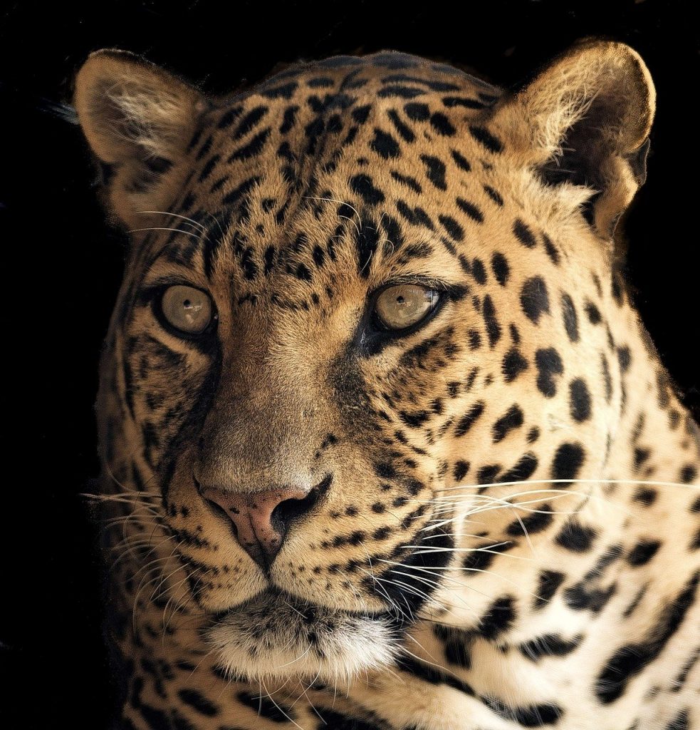 leopard, close, beautiful, Kamadan