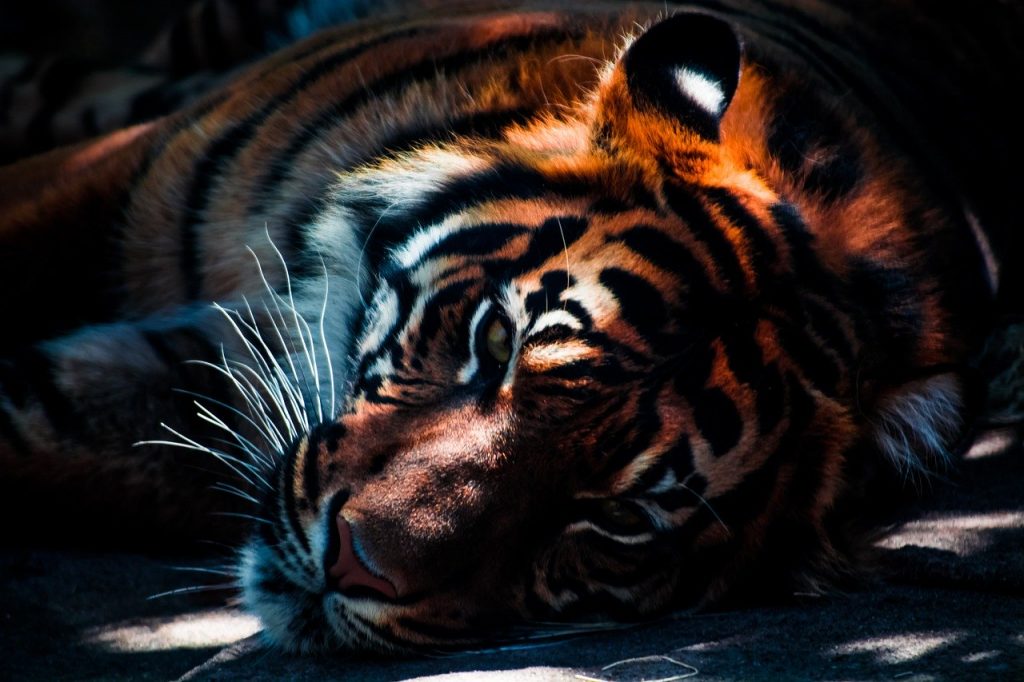 tiger, wildlife, animal, Beast Master