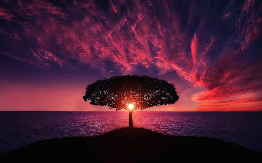 tree, sunset, amazing, Fey Bonds