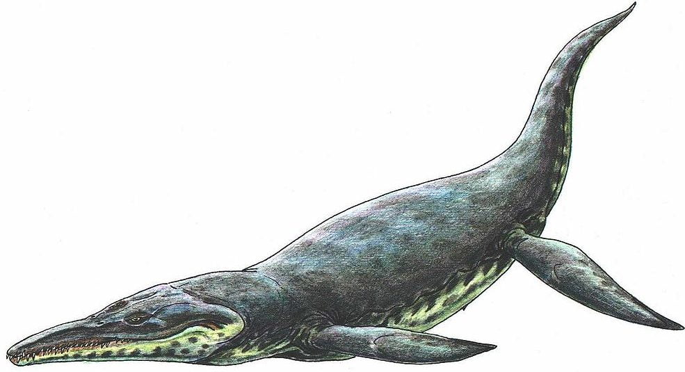 Restoration of K. queenslandicus, Kronosaurus