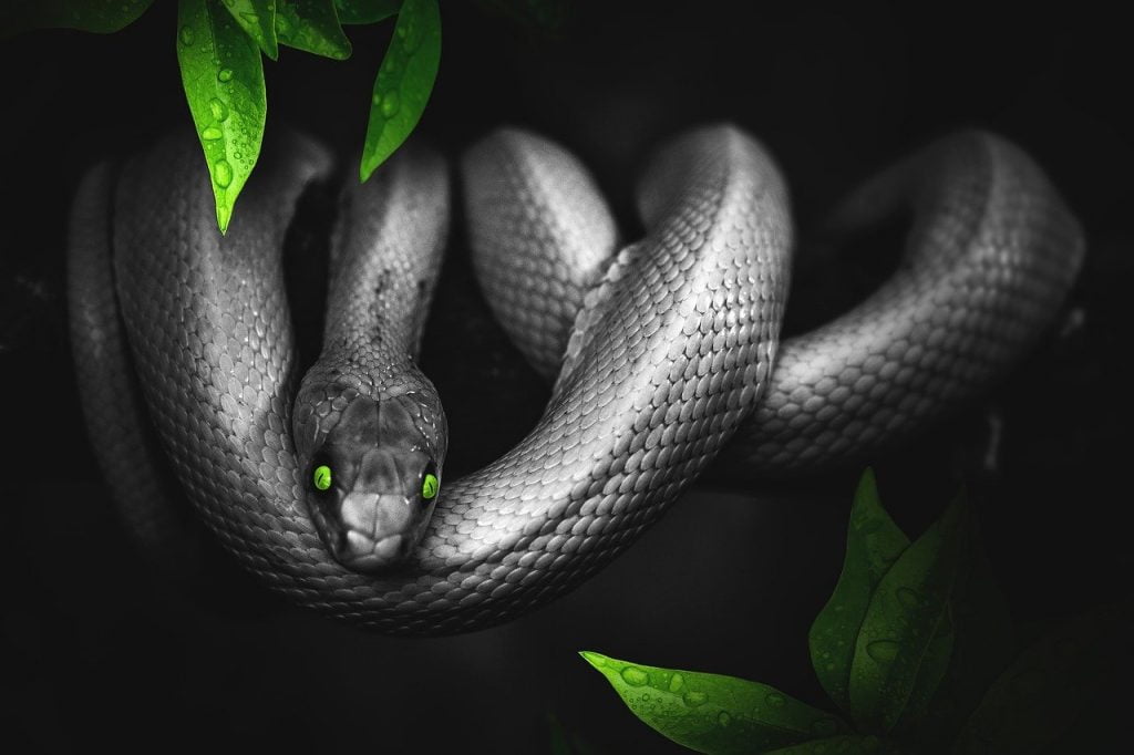 snake, jungle, green, Demon, Asakku