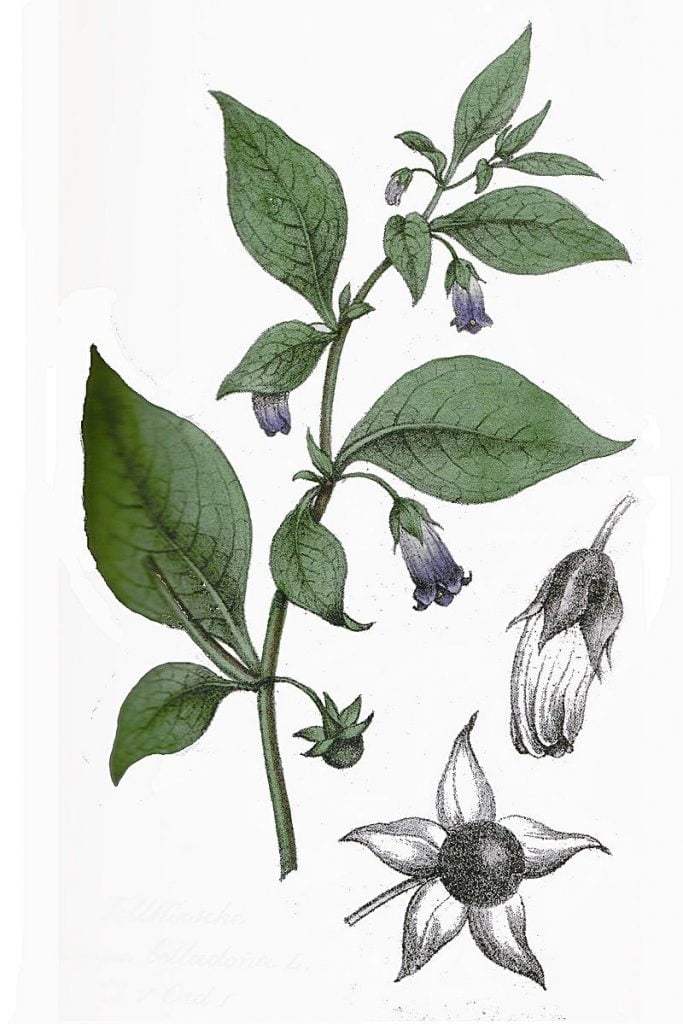 Atropa belladonna Arnaud Gaillard: Dictionaire des plantes suisses (1853) Belladonna