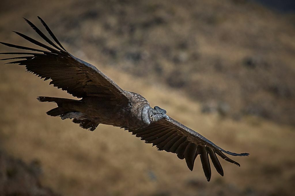 Image of Andean Condor taken in Arequipa, Peru https://www.flickr.com/photos/pedrosz/29930098942 Pedro Szekely, Condor