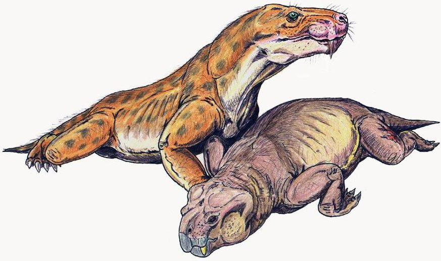 Restoration of Euchambersia with dicynodont prey, Euchambersia