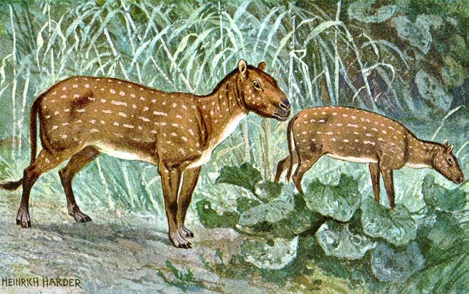 This reproduction of a painting of Eohippus was made to illustrate one card of a set of 30 collector cards from "Tiere der Urwelt" (Animals of the Prehistoric World). From the Series III. The picture was slightly edited (colors, contrast) by the uploader, Hyracotherium