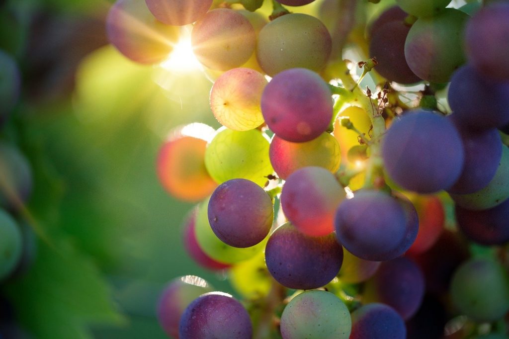 Domain Wine, grapes, sun, sunbeam