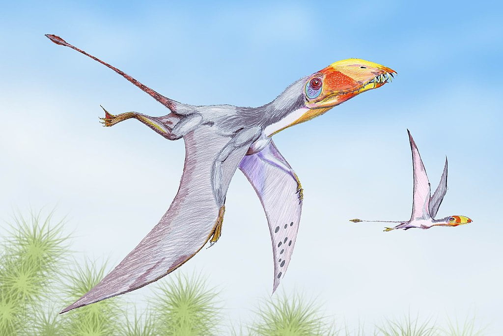 By Creator: Dmitry Bogdanov - dmitrchel@mail.ru, CC BY 3.0, https://commons.wikimedia.org/w/index.php?curid=4042497, Pterosaur, Dimorphodon