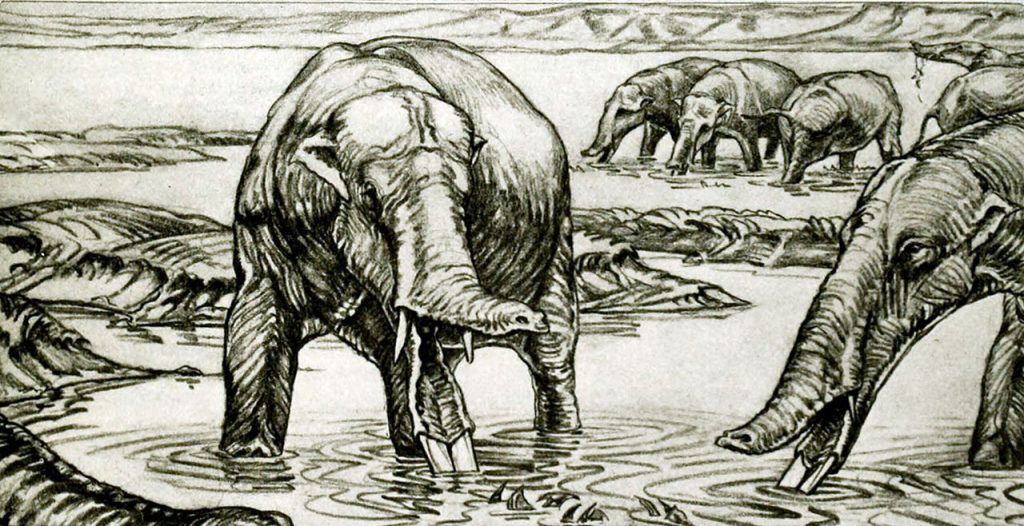 1932 A. fricki restoration showing a possibly inaccurate short trunk, Amebelodon