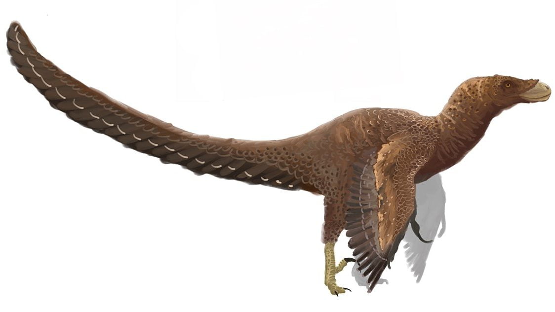 By PaleoEquii - Own work, CC BY-SA 4.0, https://commons.wikimedia.org/w/index.php?curid=78923839, Bambiraptor
