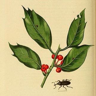 An illustration from British Entomology by John Curtis. Coleoptera: Cossonus tardii or Mesites tardii (Irish Cossonus Weevil) Rhopalomesites tardii, Holly