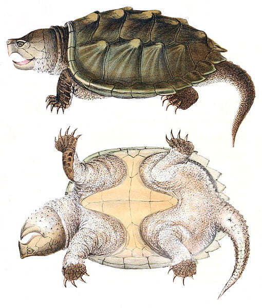 Alligator Snapping Turtle, Macrochelys temminckii, hand-colored lithograph, "J.H. Richard del." Date 1842, Alligator Snapping Turtle