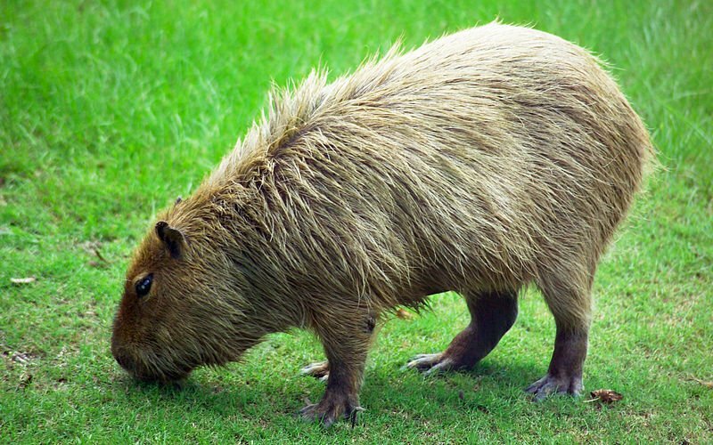 Author	VigilancePrime at English Wikipedia, Dire, Capybara
