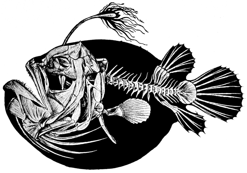 Silhouette of female Atlantic footballfish (Himantolophus groenlandicus, family Himantolophidae) showing skeletal and escal structure. Daemon, Cacodaemon