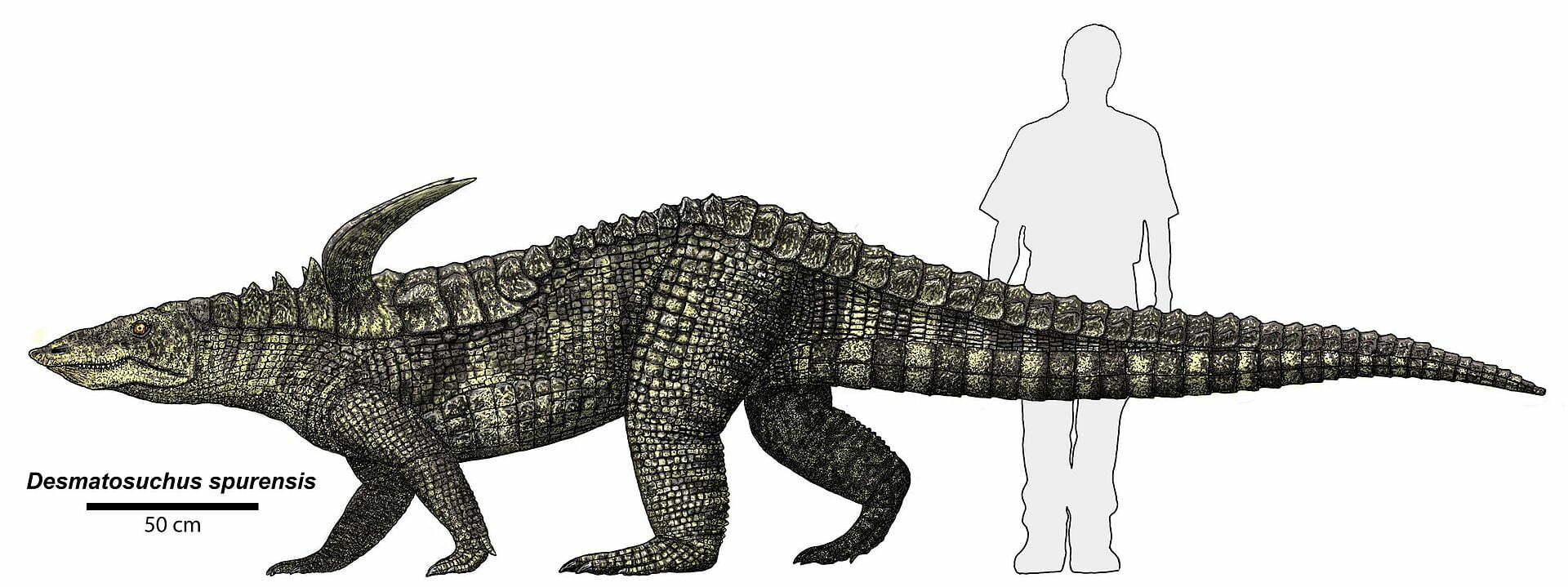 Scientific life reconstruction of Desmatosuchus spurensis with long body armour and curved shoulder spines, illustrated by Dr Jeff Martz