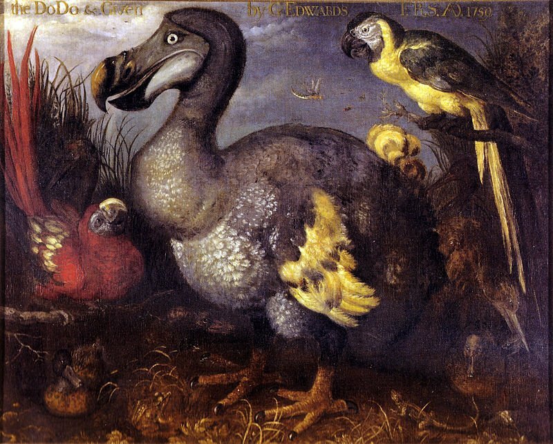 By Roelant Savery - http://julianhume.co.uk/wp-content/uploads/2010/07/History-of-the-dodo-Hume.pdf, Public Domain, https://commons.wikimedia.org/w/index.php?curid=12657619, Dodo