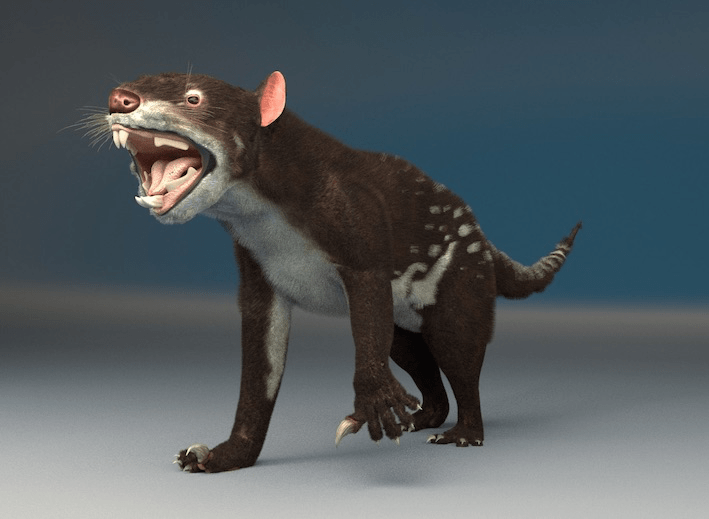 Reconstrucción de T. carnifex 20 May 2016 Jose manuel canete, Thylacoleo 