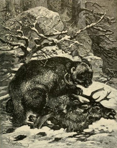 Wolverine with reindeer Date 1894 Alfred Edmund Brehm (1829-1884)