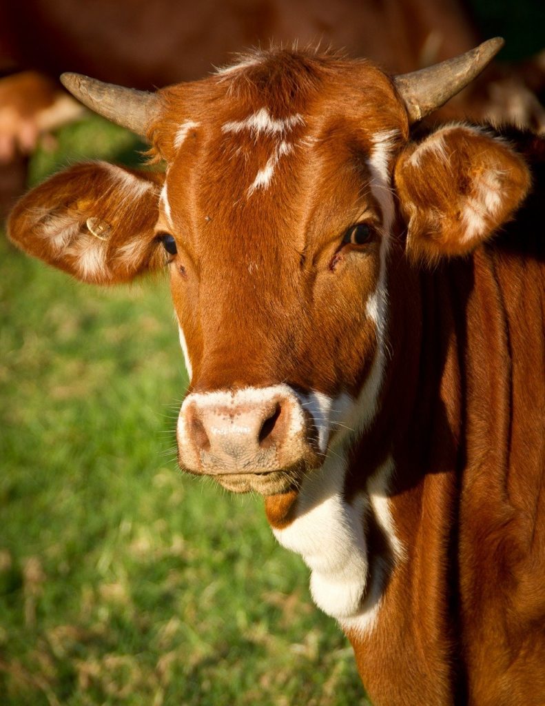 cow, calf, cattle
