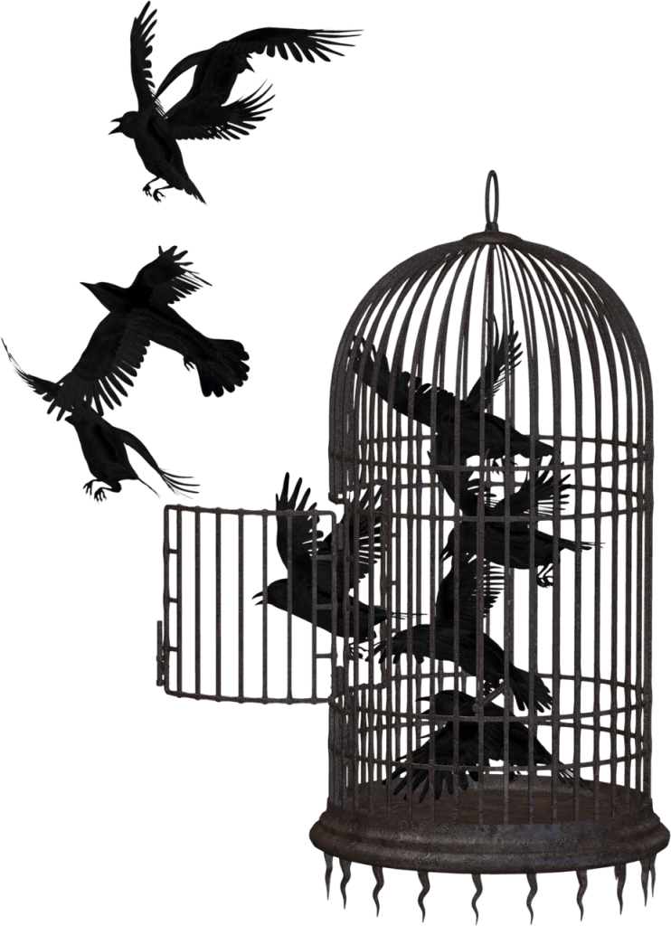 crow, bird cage, cage