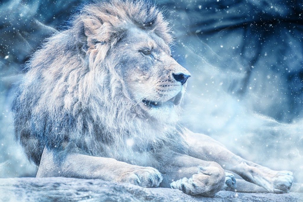 lion, snow, lying down, Celestial Dire Lion