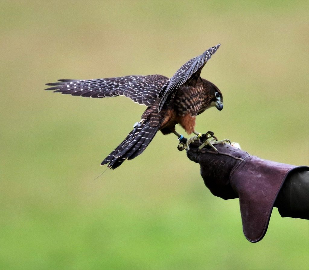 new zealand falcon, falcon, bird, Falconry Gauntlet