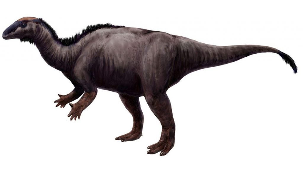 Camptosaurus, By FunkMonk (Michael B. H.) - Own work, CC BY-SA 3.0, https://commons.wikimedia.org/w/index.php?curid=15547715
