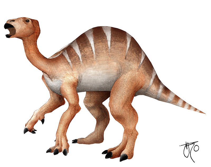 Public Domain, https://commons.wikimedia.org/w/index.php?curid=591743, Dinosaur, Iguanodon