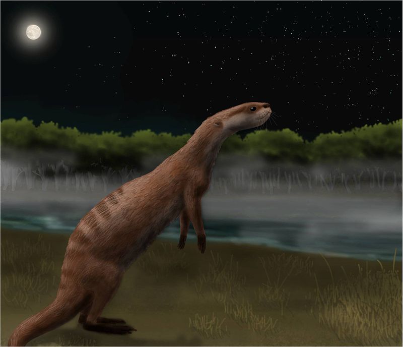 By Smokeybjb - Own work, CC BY-SA 3.0, https://commons.wikimedia.org/w/index.php?curid=6735603, Potamotherium
