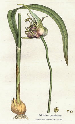 Allium sativum, known as garlic, from William Woodville, Medical Botany, 1793. Garlic