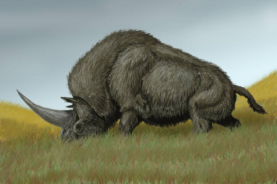 By DiBgd, CC BY-SA 3.0, https://commons.wikimedia.org/w/index.php?curid=2443092, Megafauna, Elasmotherium