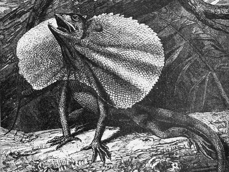 Giant Frilled Lizard