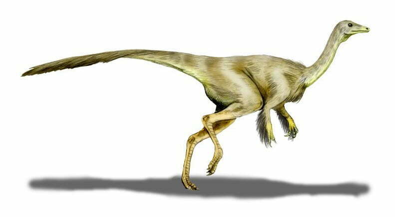 By Nobu Tamura (http://spinops.blogspot.com) - Own work, CC BY 3.0, https://commons.wikimedia.org/w/index.php?curid=19462568, Struthiomimus