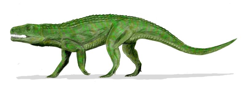 By Nobu Tamura (http://spinops.blogspot.com) - Own work, CC BY 2.5, https://commons.wikimedia.org/w/index.php?curid=19459509, Teratosaurus