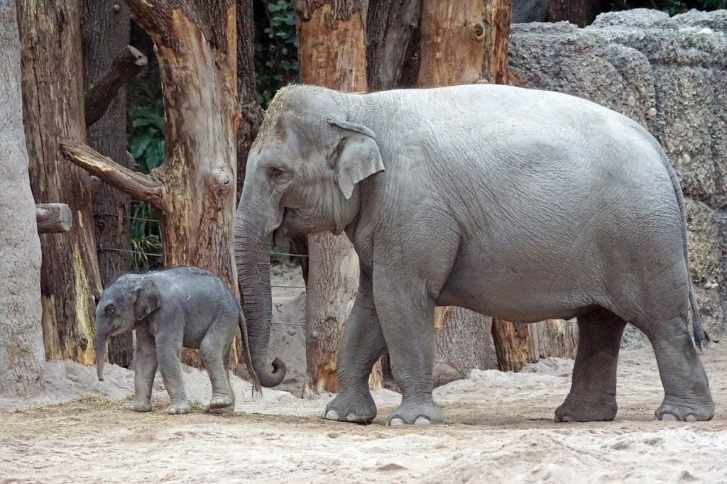 asian elephant, young animal, calf, Elephant