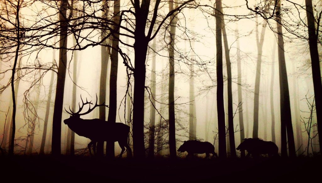 forest, fog, hirsch, Into the Wild