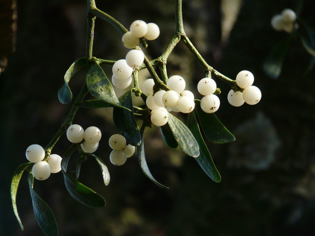 mistletoe berries, mistletoe, green